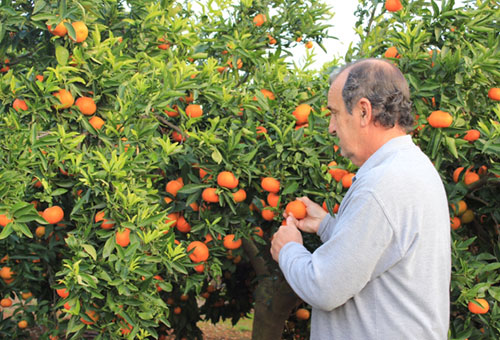 cosecha a mano naranjas de castellon