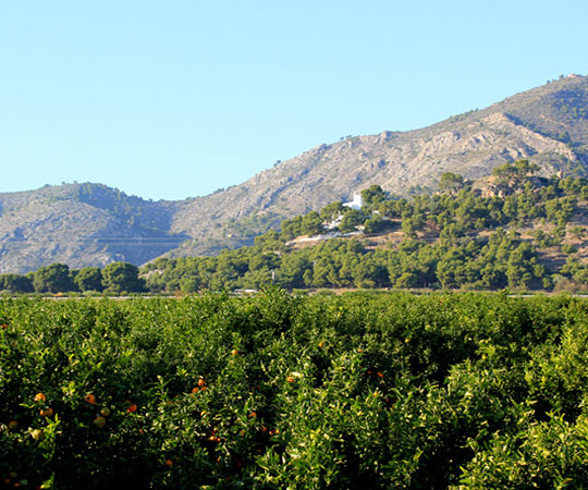 naranjas de castellon huerto en castellon