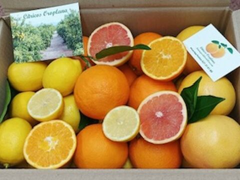 pack naranjas castellon